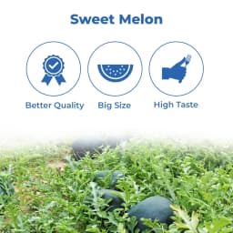 Mahyco Water Melon Seeds Hybrid Shakkar Plus, Very Sweet, Ice Box Segment Fruits 3