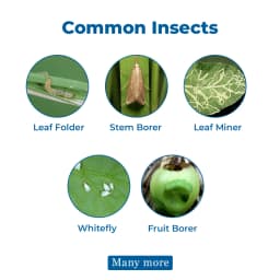 Cruzep 50 - Cartap Hydrochloride 50% SP Insecticide, Effective in Controlling All Stages of Insects 4