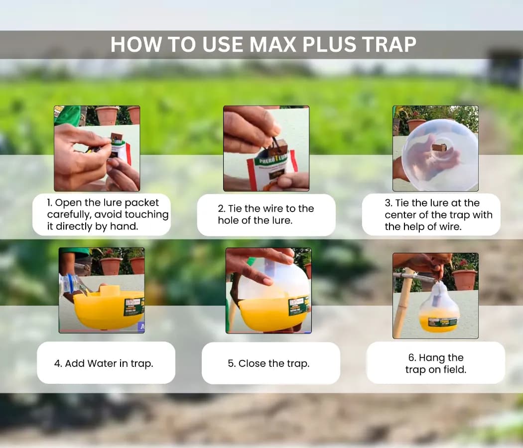 Chipku Pheromone Mac Phill or Max Plus Trap With Melon Fly Lure (Bactrocera Cucurbitae) Weather Proof Long Lasting, For Melons, Cucumber, Tomato. - Image 6