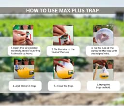 Chipku Pheromone Mac Phill or Max Plus Trap With Melon Fly Lure (Bactrocera Cucurbitae) Weather Proof Long Lasting, For Melons, Cucumber, Tomato. 6