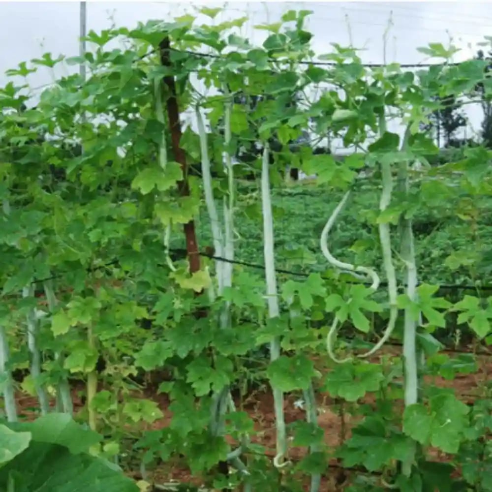 Sarpan Hybrid Snake Gourd-21 Seeds