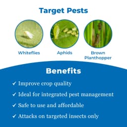 Mytoren - Pymetrozine 50% WG, Powerful Control Against Rice Plant Hopper, Also Control All Stages Of Aphids, Whiteflies. 3