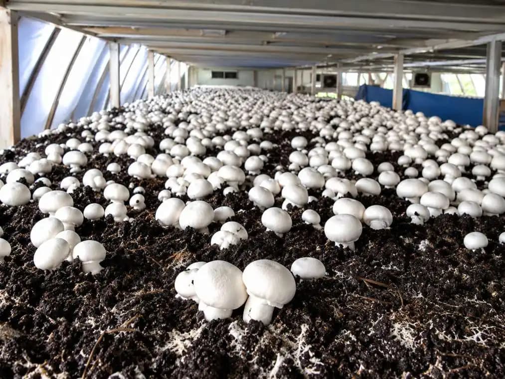 Mushroom Casing Soil. Enriches mushroom quality and shelf life,Enhance flushes and quality. - Image 2