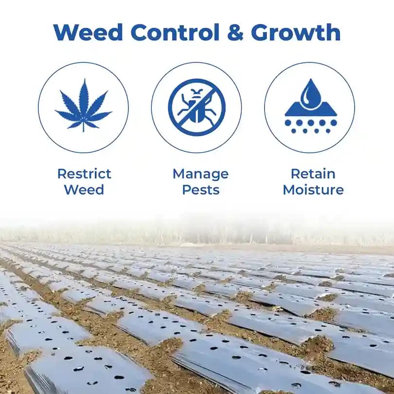 Siddhi Mulch Film, Mulching Sheet, Mulching Paper Black & Silver Mulching Paper (1.2 Meter or 4 Ft Width) 400 Meter Length - Image 3