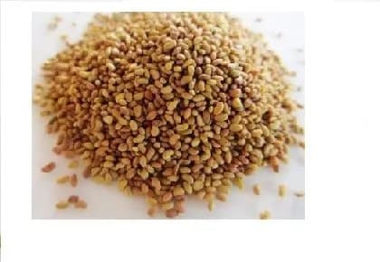 Stylo Scabra Grass Seed (Muyalmasal) Fodder Seeds, Adaptive in Tropical Climate - Image 1