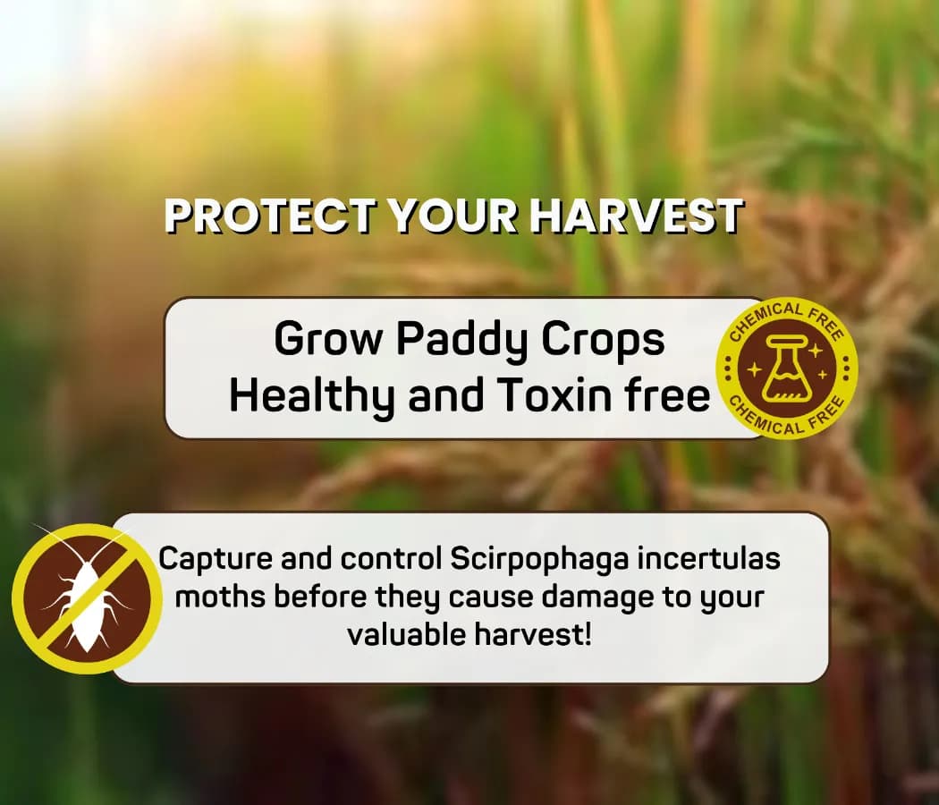 चिपकू फेरोमोन ट्रैप फनल स्क्रिप्टोफैगा इनसर्ट्यूलस ल्यूर के साथ कीट, पतंगे पीले चावल तना छेदक (वाईएसबी) और बैंगन फल और तना छेदक पतंगे को पकड़ने के लिए - Image 8