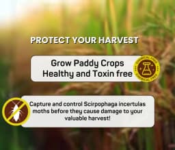 Chipku Pheromone Trap Funnel With Scriptophaga Incertulas Lure To Catch Insect, Moth Yellow Rice Stem Borer (YSB) 8