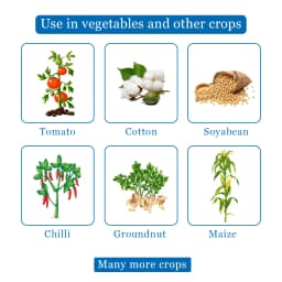 Thorlet - Thiamethoxam 12.6% + Lambda Cyhalothrin 9.5% Zc, Best Systemic Insecticide for Effective Control Against Sucking Pests 4
