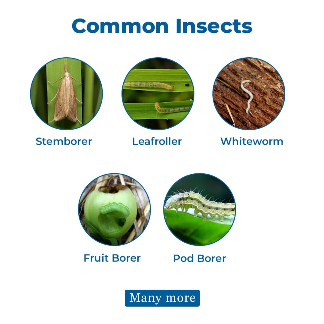 AgniAstram Organic Liquid Pesticide for All Type of Plants, A Complete organic pesticide prepared with the Indian traditional methodology. - Image 3