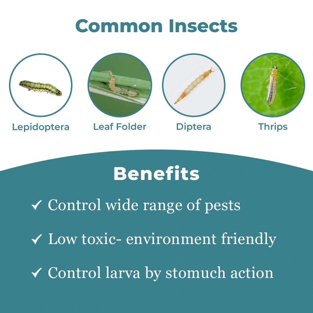 Emazek - Emamectin Benzoate 1.9% EC, Widely Used To Control Lepidoptera Pests - Image 3