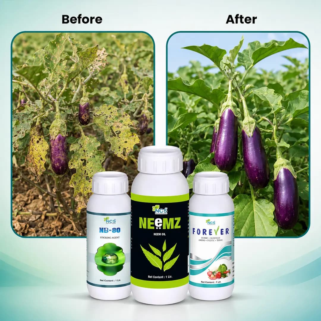 ராம்பன் காம்போ (நீம்ஸ் 500 ML + ஃபாரெவர் 500 ML + NB-80 250 ML) எந்த பயிரிலும் ஆரம்ப வளர்ச்சி நிலைக்கு - Image 10
