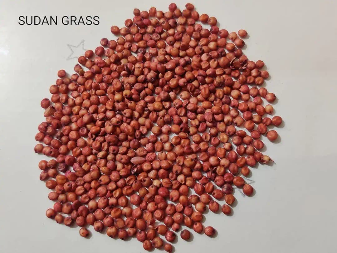 श्री साई फॉरेस्ट्री सूरजमुखी सुडान घास के चारा बीज बकरियों और गायों के लिए, रेड सुडान बहु-कटाई घास के बीज - Image 3