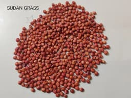 श्री साई फॉरेस्ट्री सूरजमुखी सुडान घास के चारा बीज बकरियों और गायों के लिए, रेड सुडान बहु-कटाई घास के बीज 3