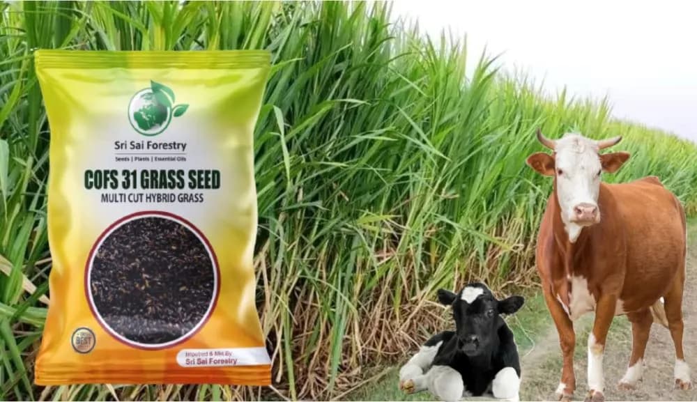 Sri Sai Forestry COFS 31 Grass Seeds For Goat And Cow, Multi Cut Fodder Seed - Image 3