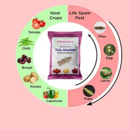 SK Agrotech Tuta Absoluta Tomato Leafminer Pheromone Trap With Lure - Effective Pest Control For Tomatoes 6