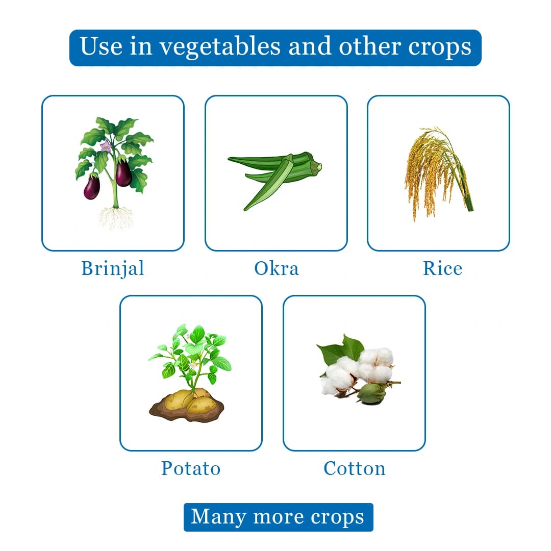 Dhanuka AREVA Thiamethoxam 25% WG Insecticide, Broad Spectrum For Aphids, Thrips And Whiteflies - Image 4