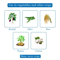 Dhanuka AREVA Thiamethoxam 25% WG Insecticide, Broad Spectrum For Aphids, Thrips And Whiteflies 4