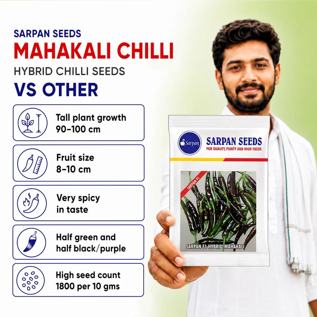 Sarpan F1 Hybrid Mahakali Chilli Seed, Excellent Germination Quality, Very Spicy Chilli - Image 2