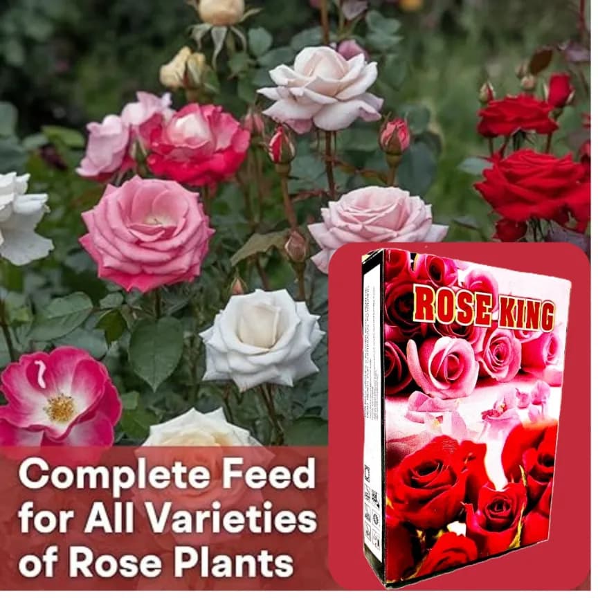CROPKRAFT Rose King Fertilizer, Enhances Flowering For Both Hybrid And Traditional Rose Varieties - Image 4