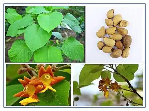 RK Seeds - Tree seeds Teak Wood Seeds (Tectona Grandis) sagwan seeds + Rosewood tree Seed + Gmelina arborea Tree Seeds, Gamhar, Gmelina arborea