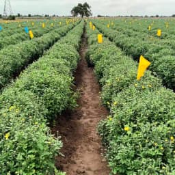 Barrix Magic Glue Insect Trap Bag, Insect Monitoring Purpose, Smart And Sustainable Pest Control (With 30 Yellow Sheet & 10 Blue Sheet + 300ml Glue) 2