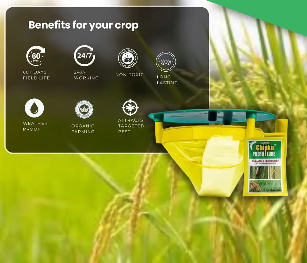 Chipku Pheromone Trap Funnel With Scriptophaga Incertulas Lure To Catch Insect, Moth Yellow Rice Stem Borer (YSB) - Image 3