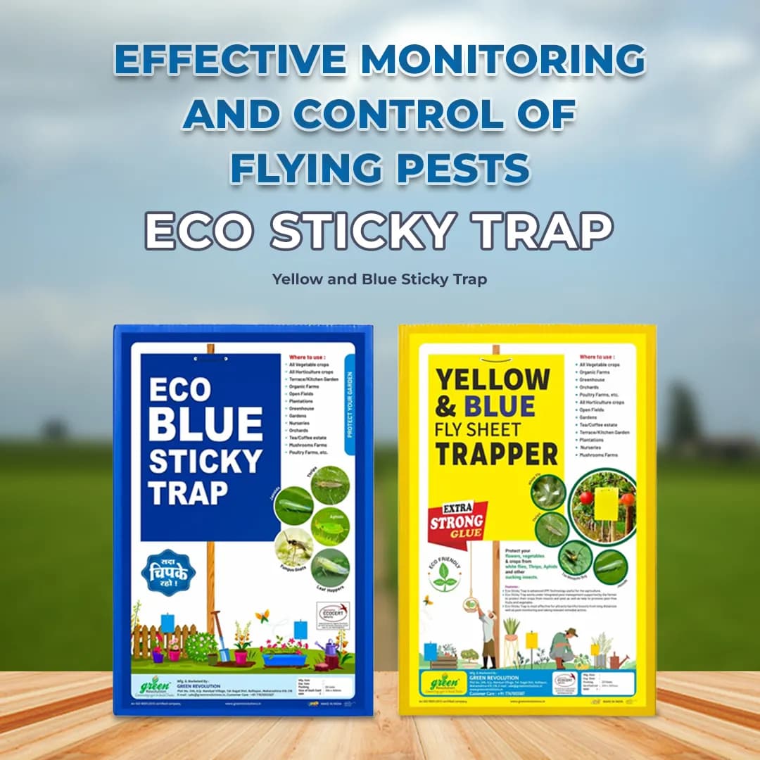Eco Sticky Trap - A4 Size, Combo Of Yellow and Blue Sticky Trap For The Insects. - Image 3
