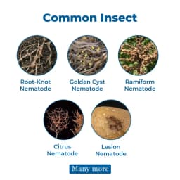 Amruth AGRI NEMATODE (Paecilomyces Lilacinus), 5 X 7 cfu-gm, 108 cfu-ml., Nematodes Pests. 3
