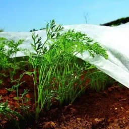 Siddhi Crop Cover Protection Cover Non-Woven Fabric Plant Cover, Improves Fruit Quality. 3
