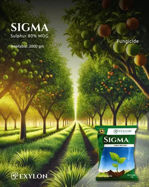 Exylon Sigma Fungicide - Sulphur 80% WDG - Image 2