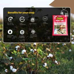 Chipku Pheromone Trap Funnel With Pink Bollworm Lure To Catch Insect Moth Of Pink Bollworm (PBW) (Pectinophora Gossippiella) In Cotton Crop. 8