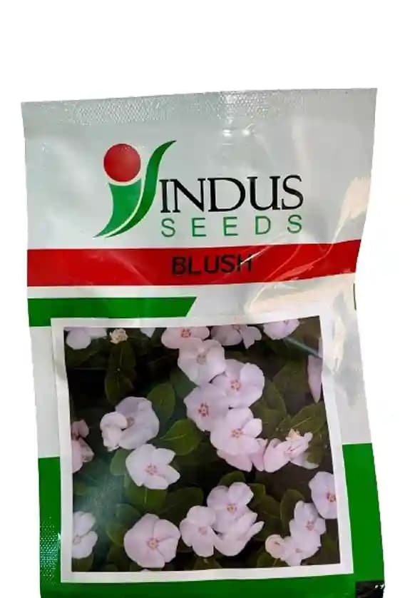 Indus Seeds Vinca Blush Flower Seed, Well Suited For Pots And Beds, Retain Color In High Sunlight - Image 1