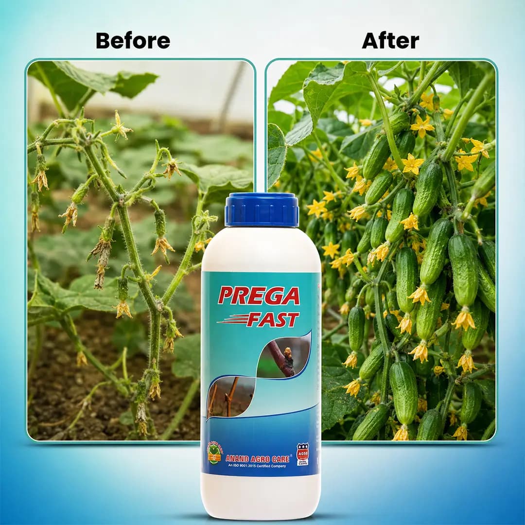 Anand Prega Fast (Flowering Stimulant), Increases Number of Flower In Plant And Yield, Reduces Flower And Fruit Drop - Image 3
