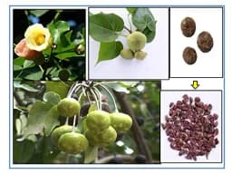 RK Seeds- Thespesia populnea, Pacific rosewood seeds - Shisham tree seeds (Thespesia populnea seeds),Pacific rosewood seeds 2