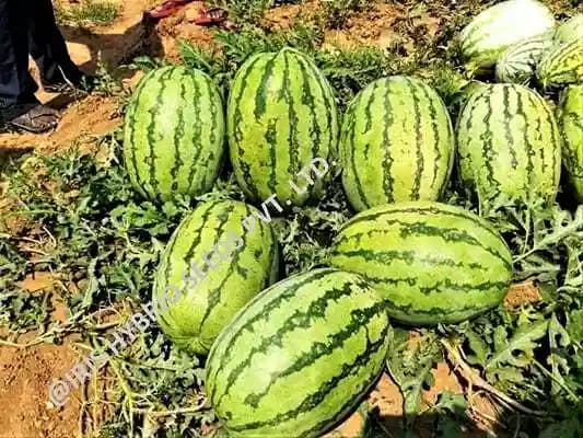Iris Samrat Watermelon Seeds - (Tarbuj Seeds) Green Skin with Thick Dark Green Stripes - Image 1