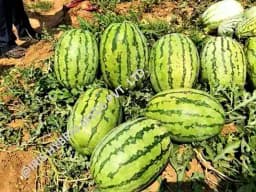 Iris Hybrid Fruit Seeds F1 Hybrid Watermelon Samrat, Green Skin with Thick Dark Green Stripes 1