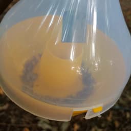 WAVAR Bactrocera Dorsalis Macphil Trap, Easy To Install, Effective Fruit Fly Control 5