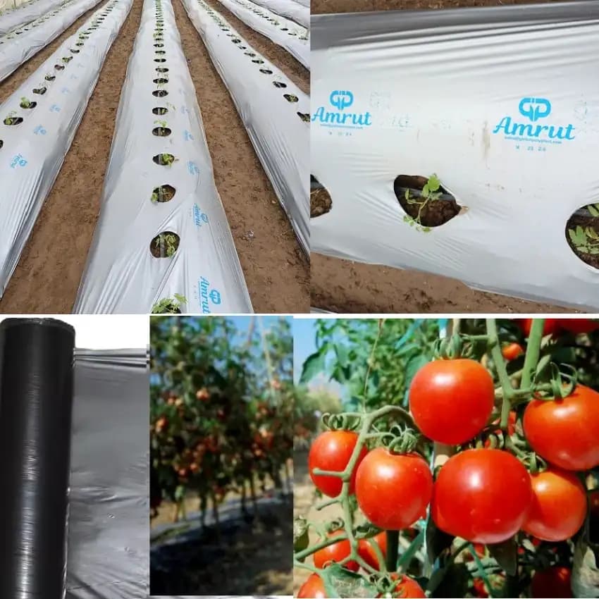 Global Polyplast Mulch Film, Mulching Sheet (1 Meter width x 400 Meters length) - Image 8