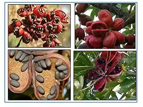 RK Seeds - Sterculia Foetida Seeds Ornamental Flower Seeds - Java Olive, Peon, Poon Tree, Sterculia Nut, Bastard Poon Tree,Sterculia foetida planting