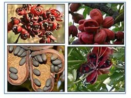 RK Seeds - Sterculia Foetida Seeds Ornamental Flower Seeds - Java Olive, Peon, Poon Tree, Sterculia Nut, Bastard Poon Tree,Sterculia foetida planting 1