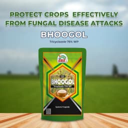 EBS Bhoogol Tricyclazole 75% WP Fungicide, Controls Rice Blast Disease And Inhibits Fungal Growth By Disrupting Melanin Production 2