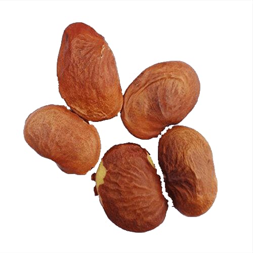 RK Seeds Pongam Oil Tree Seeds, Without Pod Pongamia Pinnata. Fast Germination