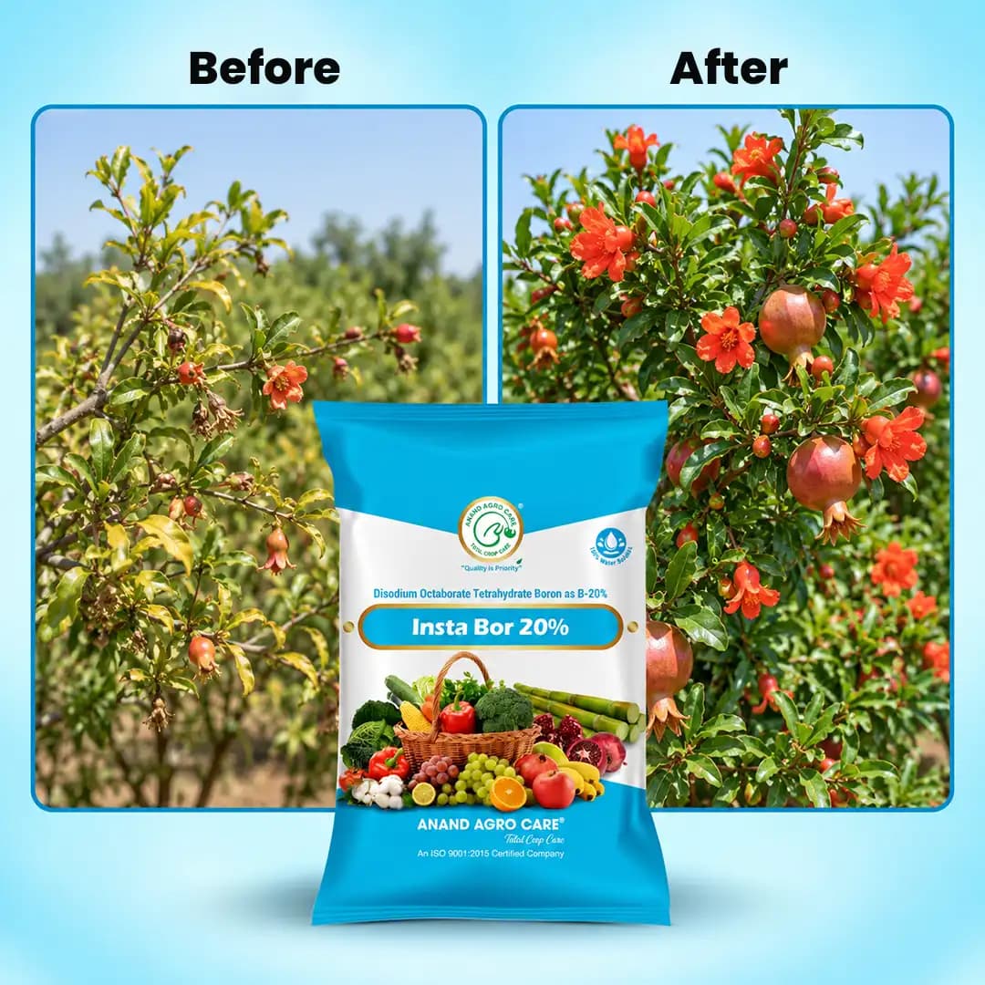 Insta Bor 20% Disodium Octaborate Tetrahydrate - Root Development & Fruit Growth - Image 8
