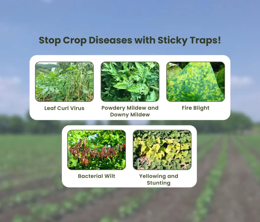 Chipku Pest Control Kit, Includes Gum Bag, Sticky Traps, DIY Pack , Gum Bottle, Yellow & Blue Polybags - Image 6