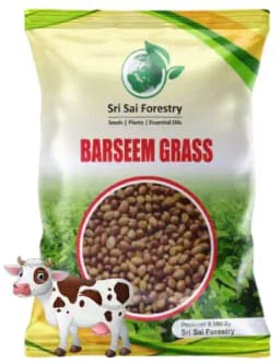 Sri Sai Forestry Barseem Grass Seeds For Goat, Barseem Seed For Cattle, Multi Cut Grass Seeds 1
