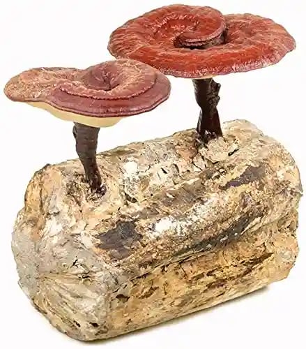 SporeKart Reishi Mushroom Spawn Liquid Culture , Mycelium Liquid Spawn, Best For Mushroom Farmer