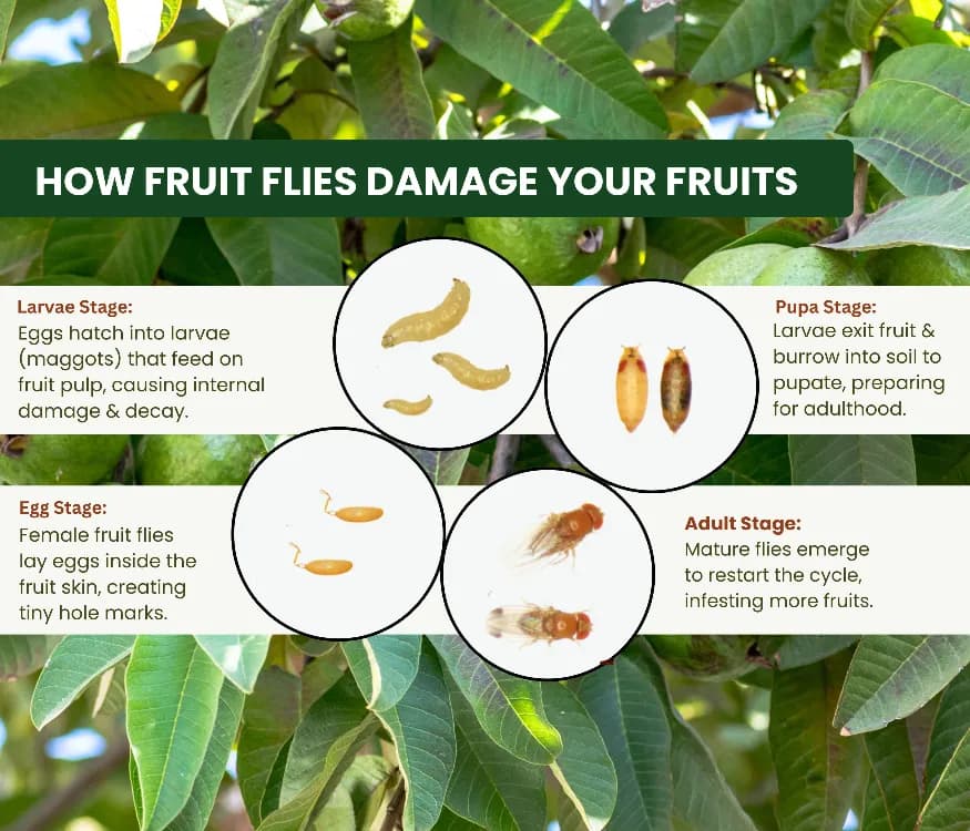 चिपकू - फ्रूट फ्लाई ल्यूर (बैक्ट्रोसेरा डोर्सालिस) के साथ फेरोमोन मैक फिल ट्रैप, एवोकाडो, केला, करेला, साइट्रस, कॉफी, अमरूद, मैकाडामिया, आम के लिए - Image 3