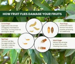 चिपकू - फ्रूट फ्लाई ल्यूर (बैक्ट्रोसेरा डोर्सालिस) के साथ फेरोमोन मैक फिल ट्रैप, एवोकाडो, केला, करेला, साइट्रस, कॉफी, अमरूद, मैकाडामिया, आम के लिए 3