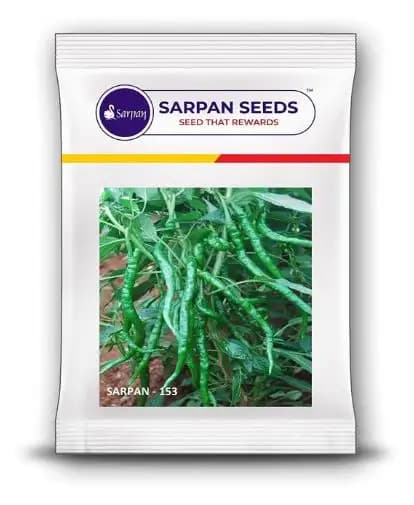 Sarpan - 153 Chilli Seeds, Green Glossy Fruits, Hot Spicy, Highly Tolerant - Image 2