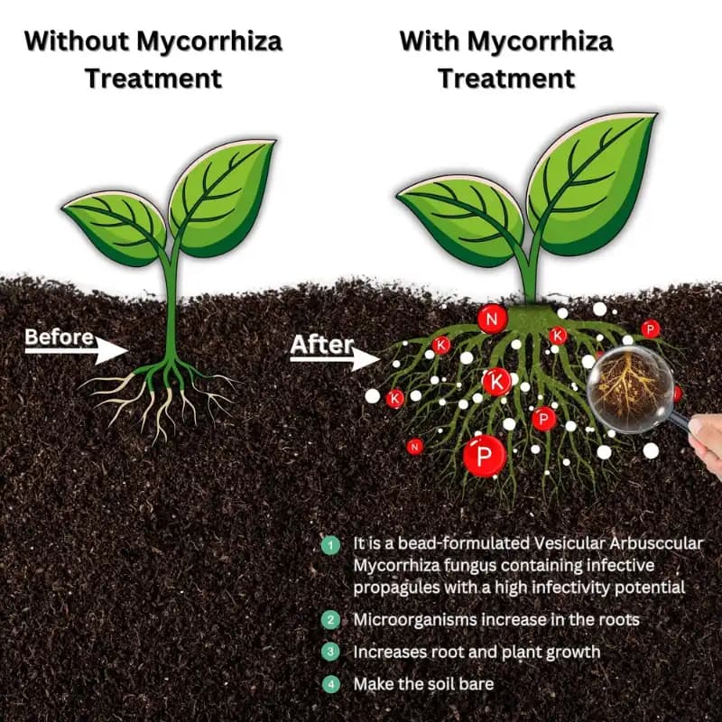 Myco Amrut Vesicular Arbuscular Mycorrhiza Bio Fertilizer - Image 4